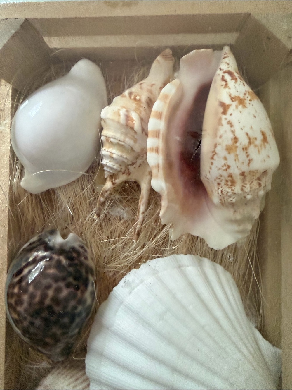 Coastal SeaShell Collection - Picture 10 of 13
